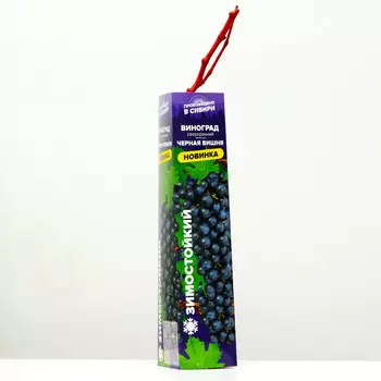 Саженец винограда "Черная вишня", 1 шт, Весна 2025