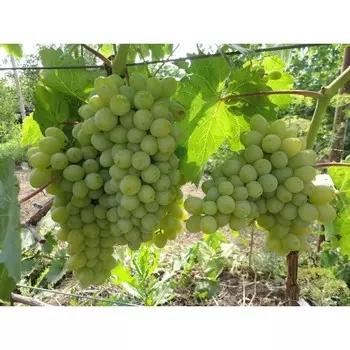 Саженец винограда "Гарольд", 1 шт, Весна 2025