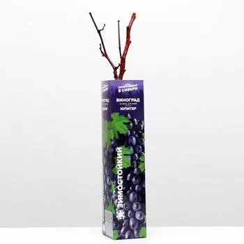 Саженец винограда Юпитер Весна 2025, 1 шт.