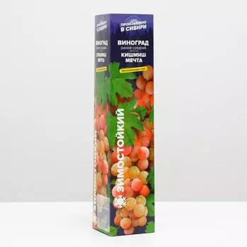 Саженец винограда Кишмиш Мечта Весна 2025, 1 шт.