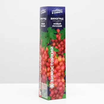 Саженец винограда Новый русский Весна 2024, 1 шт.