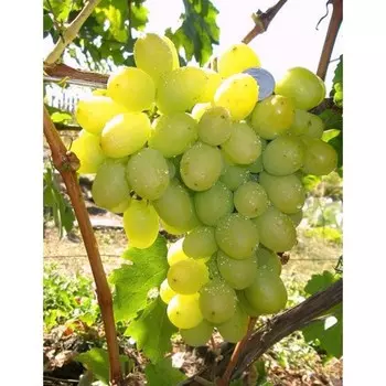 Саженец винограда "Первозванный", 1 шт, Весна 2023