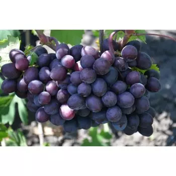 Саженец винограда "Подарок несветая", 1 шт, Весна 2025