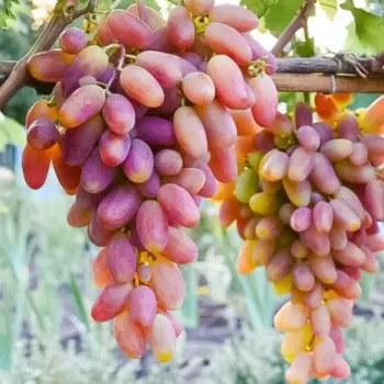 Саженец винограда "Преображение", 1 шт, Весна 2025