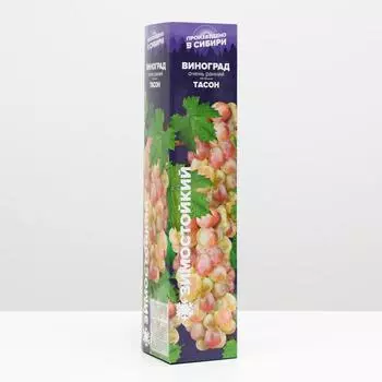 Саженец винограда Тасон Весна 2025, 1 шт.