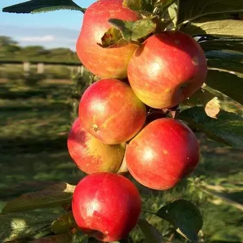 Саженец Яблоня колоновидная Баргузин, Горшок 2л., Лето 2024