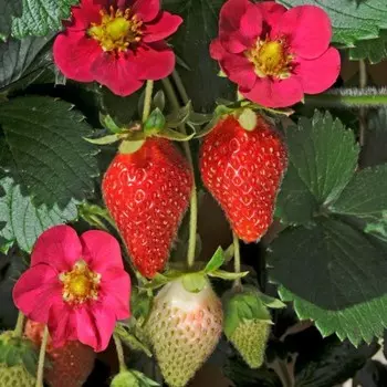 Саженец Земляника садовая "Toscana F1 Deep Rose", Горшок P9, Лето 2024
