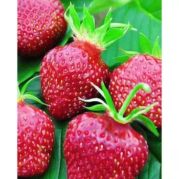 Саженец Земляники ФРИГО Ауджи (Auge) A (9-15 мм), 5 шт