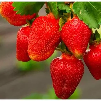 Саженец Земляники ФРИГО Азия (Asia) A+ (15-20 мм), 5 шт