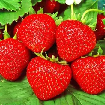 Саженец Земляники ФРИГО Бравура (Bravura) A (9-15 мм), 5 шт