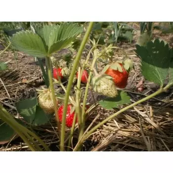 Саженец Земляники ФРИГО Дали (Dahli) A (9-15 мм), 5 шт