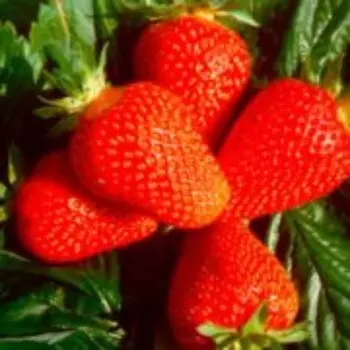 Саженец Земляники ФРИГО Джуси (Giusy) A (9-15 мм), 5 шт