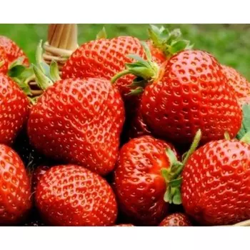 Саженец Земляники ФРИГО Фэйт (Faith) A (9-15 мм), набор 5 шт