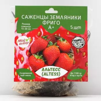 Саженец Земляники ФРИГО Фалко (Falco) A+ (15-20 мм), 10 шт