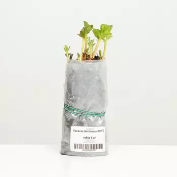 Саженец Земляники ФРИГО Флёр (Flair) A+ (15-20 мм), набор 5 шт