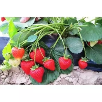 Саженец Земляники ФРИГО Фраголаурея (Fragolaurea) A (9-15 мм), 10 шт