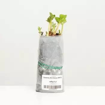 Саженец Земляники ФРИГО Эльсанта (Elsanta) A (9-15 мм), 5 шт