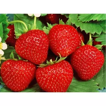 Саженец Земляники ФРИГО Элиани (Elianny) A (9-15 мм), 5 шт