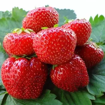 Саженец Земляники ФРИГО Магнус A (9-15 мм) , 5 шт