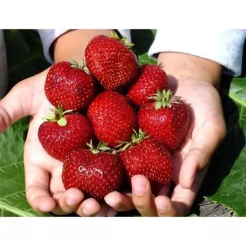 Саженец Земляники ФРИГО Мальвина А+ (15-20 мм), набор 10 шт