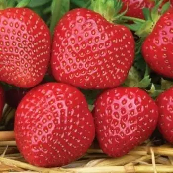 Саженец Земляники ФРИГО Мальвина А+ (15-20 мм), набор 5 шт