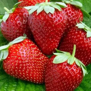 Саженец Земляники ФРИГО Мармелад (Marmolada) A (9-15 мм), 5 шт