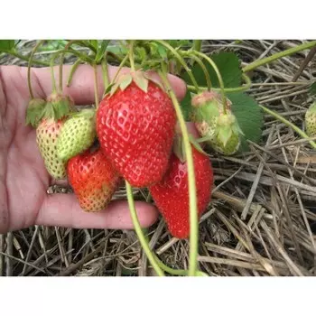 Саженец Земляники ФРИГО Пирсинкью (Pircinque) А (9-15 мм), 5 шт