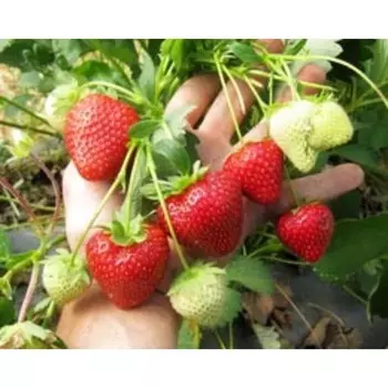 Саженец Земляники ФРИГО Сирафин (Cirafine) A+ (15-20 мм), 5 шт