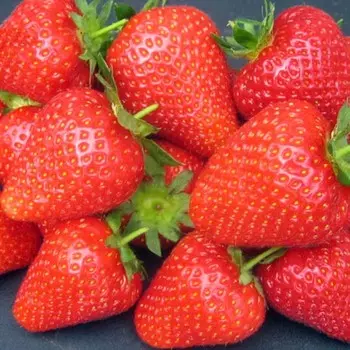 Саженец Земляники ФРИГО Валиант (Valiant) A (9-15 мм), 5 шт