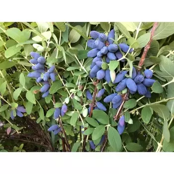 Саженец Жимолость голубая/ съедобная "Югана", Горшок P9, Лето 2024