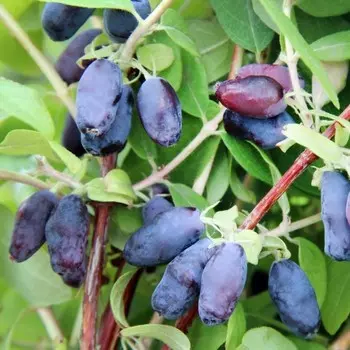 Саженец Жимолость Индиго Джем, Горшок P9, Лето 2024
