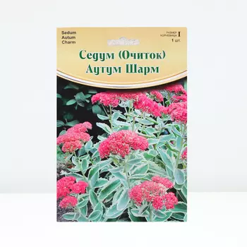 Седум "Autum Charm", р-р I, 1 шт, Весна 2024