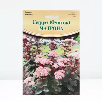 Седум "Matrona", р-р I, 1 шт, Весна 2024