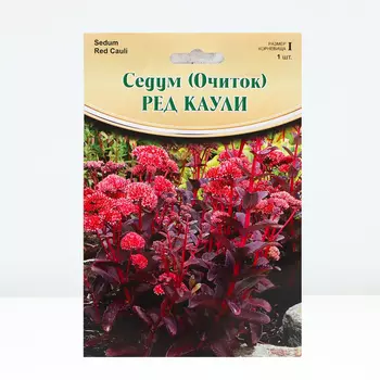 Седум "Red Cauli", р-р I, 1 шт, Весна 2024