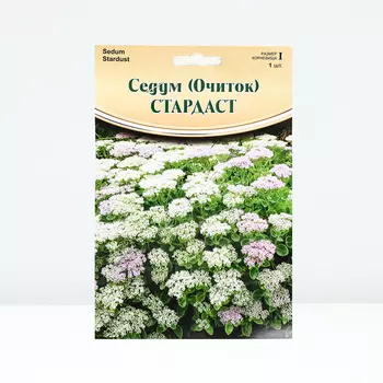 Седум "Stardust", р-р I, 1 шт, Весна 2024