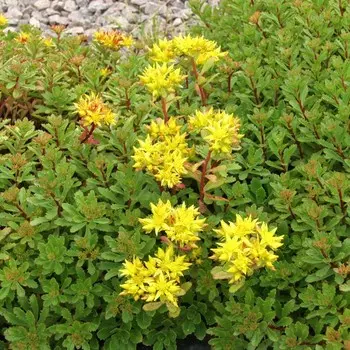 Седум "Yellow Xenox ® PBR", р-р I, 1 шт, Весна 2024