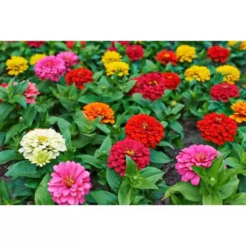 Семена Цинния Эсмеральда, смесь сортов Одн Ц/П 0,3г