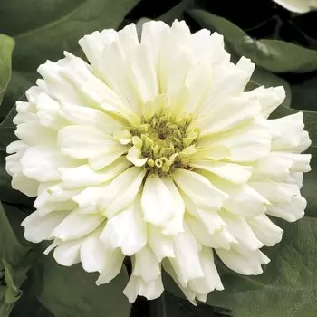 Семена Цинния Клеопатра , F1 белая,