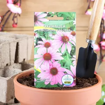 Семена цветов Рудбекия "пурпурная-Розовая", 0,1 г
