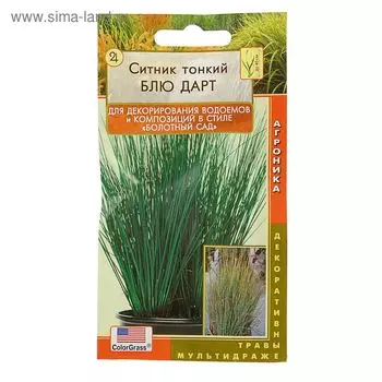 Семена цветов Ситник "Блю Дарт", 3 шт.