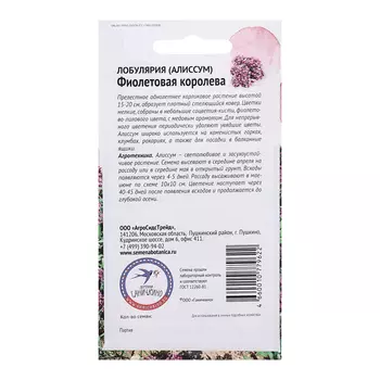 Семена цветов Алиссум (лобулярия) "Фиолетовая королева", 0,1 г