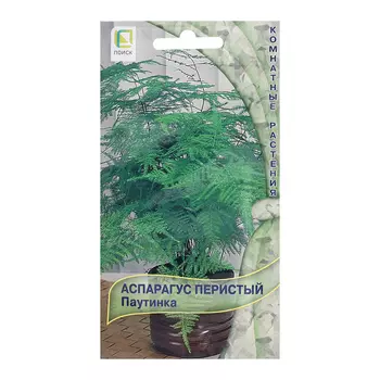 Семена цветов Аспарагус перистый "Паутинка",5шт.