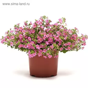 Семена цветов Бакопа Пинктопия 100 шт