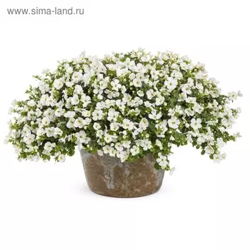 Семена цветов Бакопа Сноутопия 100 шт