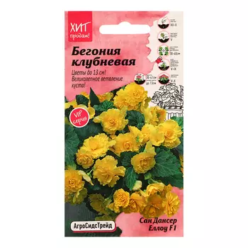 Семена цветов Бегония клубневая "Сан дансер Еллоу", 5 шт