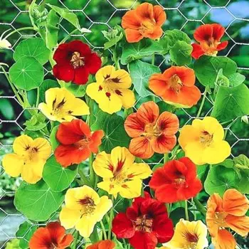 Семена цветов Настурция «Звездная ночь», смесь сортов, однолетник, вьющийся, ампельный