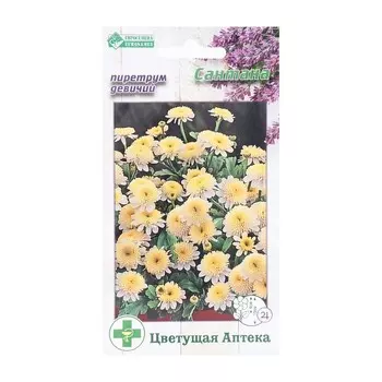 Семена Цветов Пиретрум девичий Сантана, 10 шт