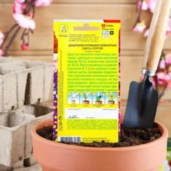 Семена комнатных цветов "Аэлита" Цинерария комнатная, смесь окрасок, Мн, 0,02 г