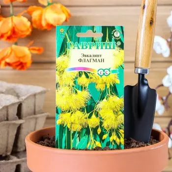 Семена комнатных цветов Эвкалипт "Флагман", ц/п, 0,05 г