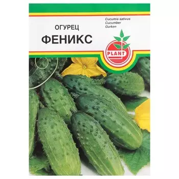 Семена Огурец "Феникс", пчёлоопыляемый, 10 шт